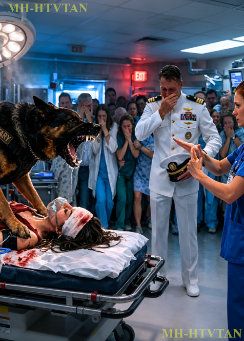 The K9 Wouldn’t Let Anyone Near the SEAL Captain’s Daughter — But the Nurse Knew His Call Sign